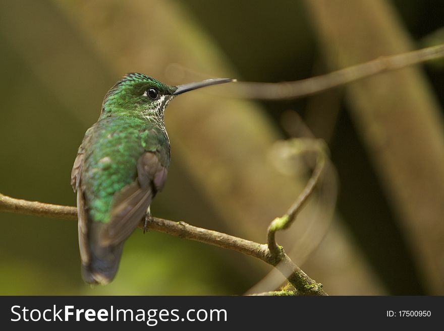 White-throated Mountain-Gem Hummingbird in tropical rain forest