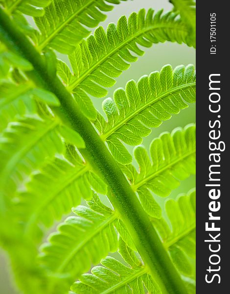 Fresh green leaves of a fern in the blurry background. Fresh green leaves of a fern in the blurry background