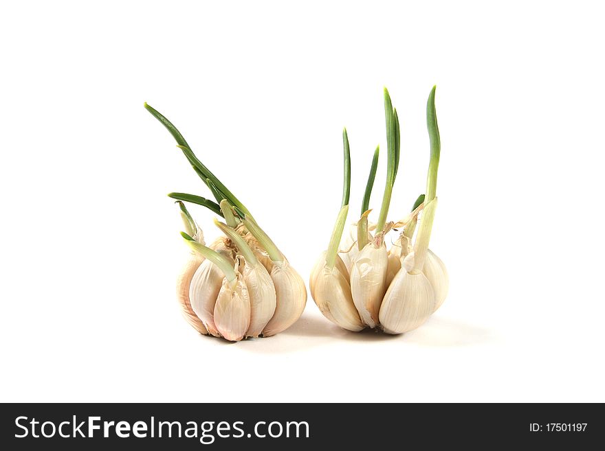 Garlic cloves with sprouts isolated on white