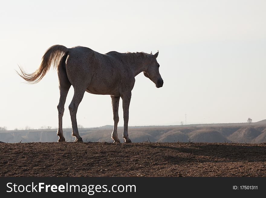 The horse costs on a height and looks afar, before it there is a small breakage. The horse costs on a height and looks afar, before it there is a small breakage