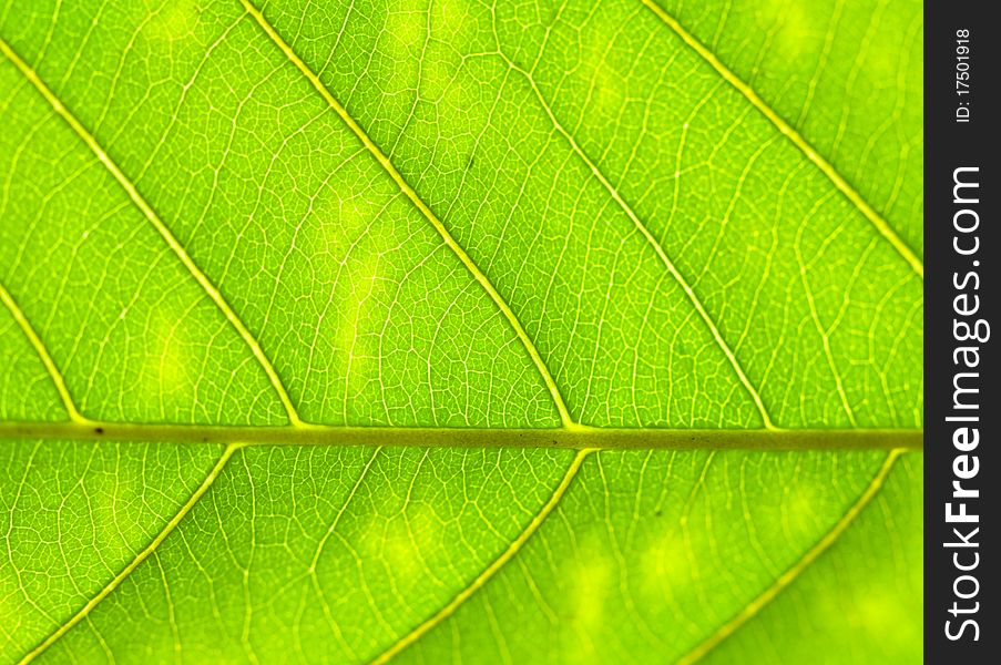 The backside detail of a green leaf. The backside detail of a green leaf