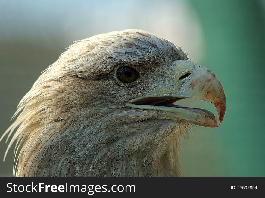 Golden Eagle closeup with bloody beak