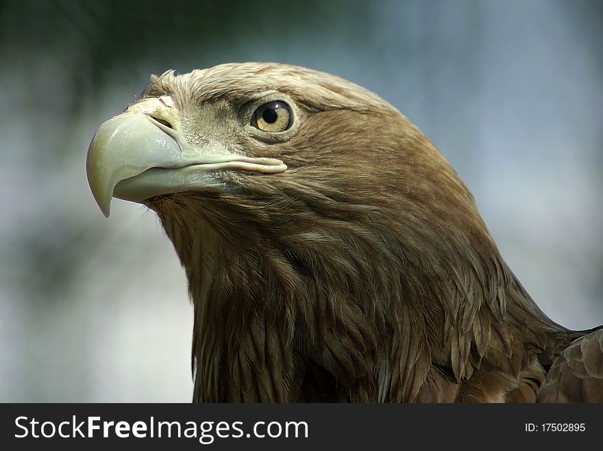 Golden Eagle closeup with blured background