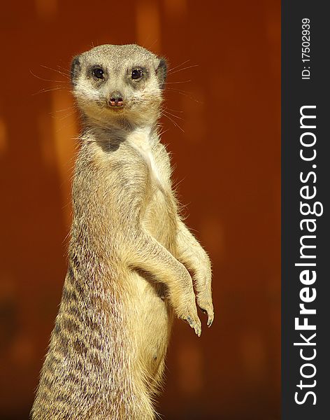 Watchful Meerkat