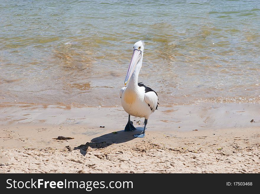Lone Pelican On Beach Shore