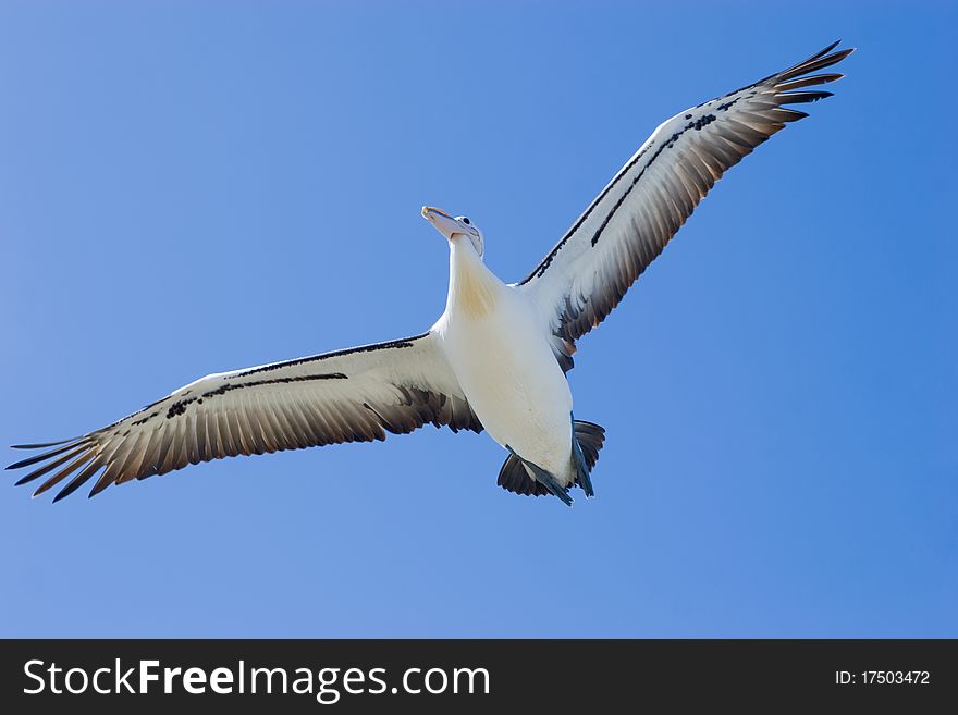 A pelican with impressive wing span flying against a blue sky background. A pelican with impressive wing span flying against a blue sky background.