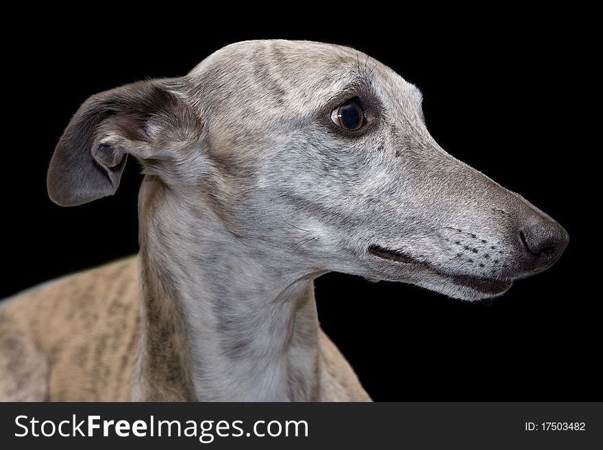 Portrait of a blue brindle whippet isolated on black background. Portrait of a blue brindle whippet isolated on black background.