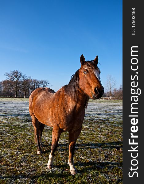 Horse during winter in french farm.