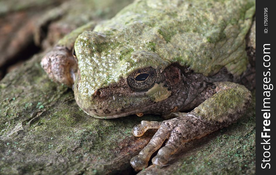 Closeup of an eastern gray treefrog, hyla versicolor