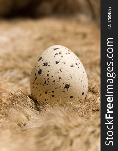 One quail egg on the short wool background