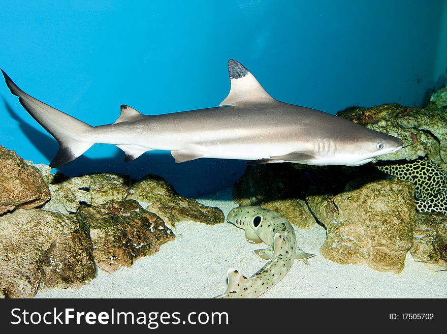 Blacktip Reef Shark in Aquarium