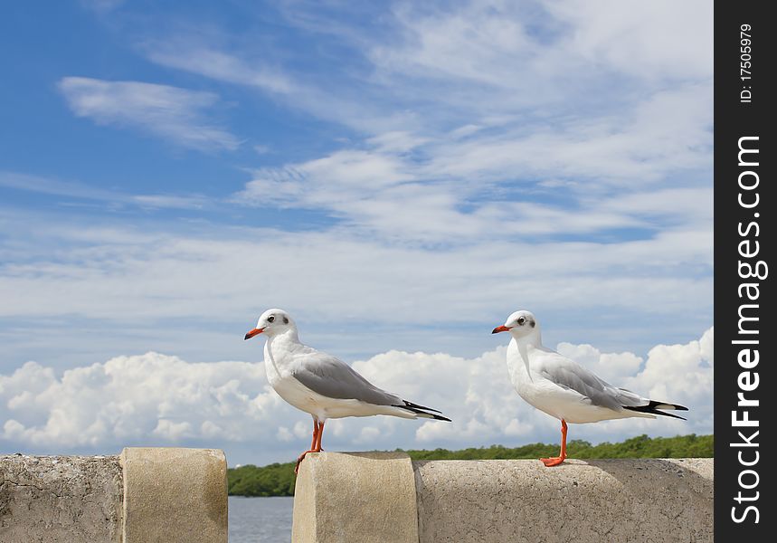 Seagull standing on concrete near the sea and beautiful blue sky