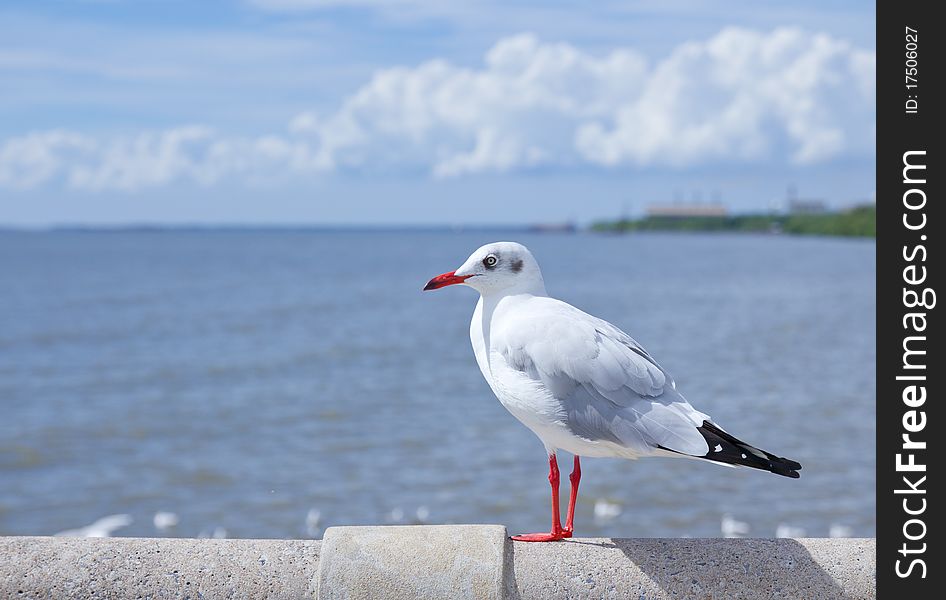 Seagull standing on concrete near the sea and beautiful blue sky