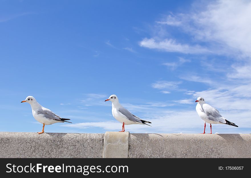 Seagull standing on concrete and beautiful blue sky