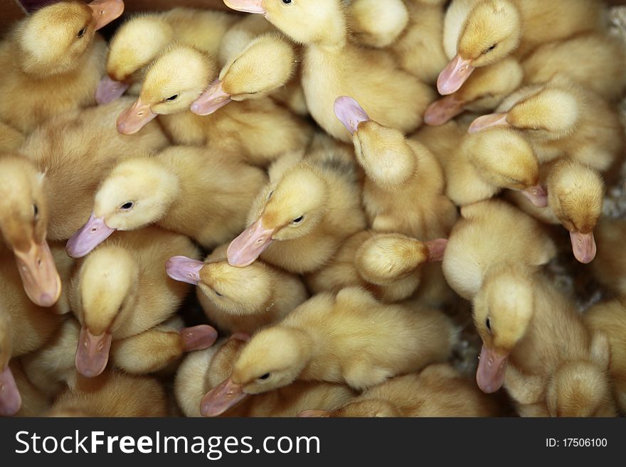 Group of ducklings on a farm