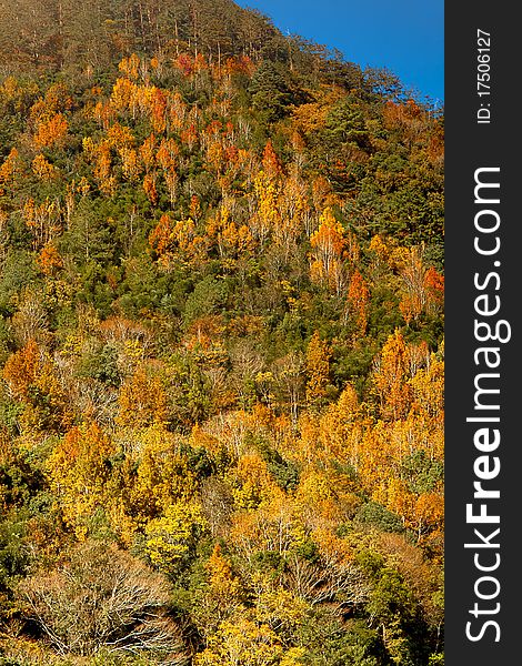 Mountain With Red Yellow Leaf