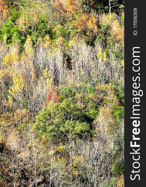 Mountain With Red Yellow Leaf