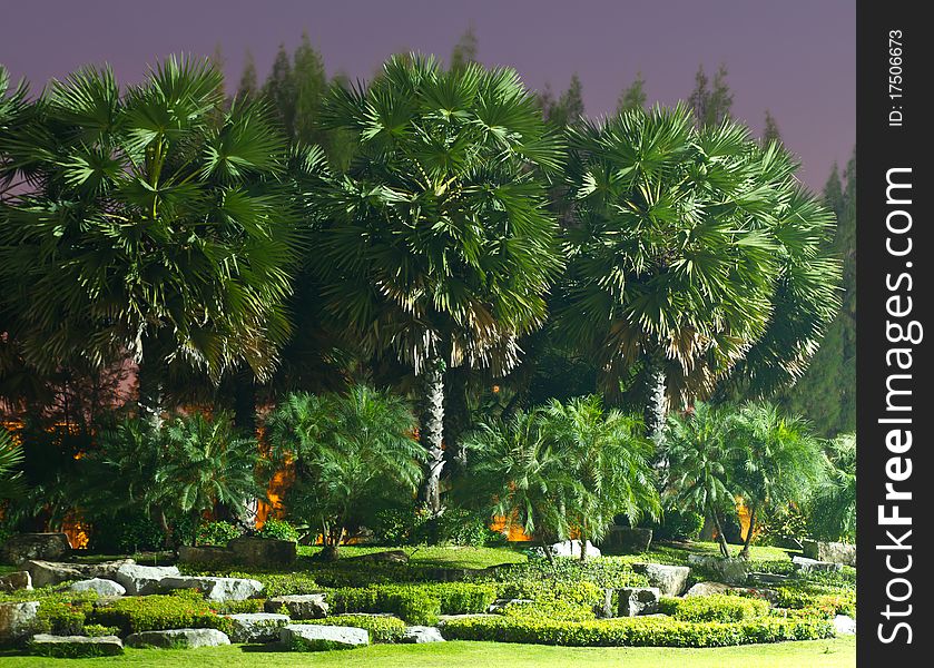 Palm trees in the park