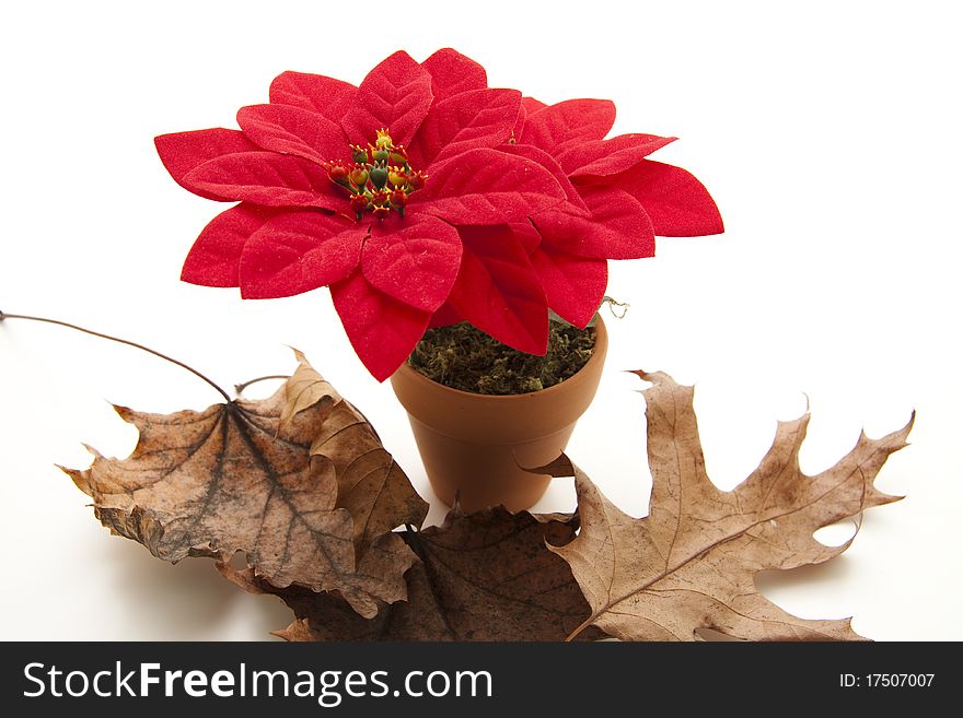 Christmas star in the flowerpot and on leave