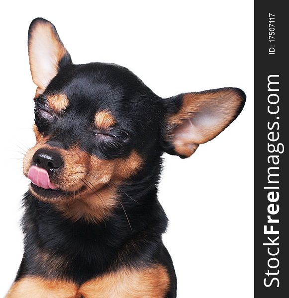 A russian toy terrier squinting and licking itself isolated on white. A russian toy terrier squinting and licking itself isolated on white