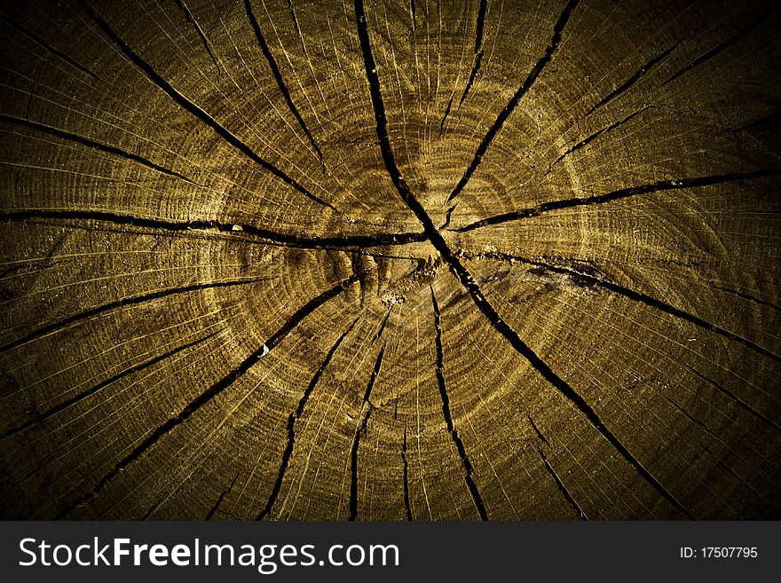 Macro texture of the old stump for background. Macro texture of the old stump for background