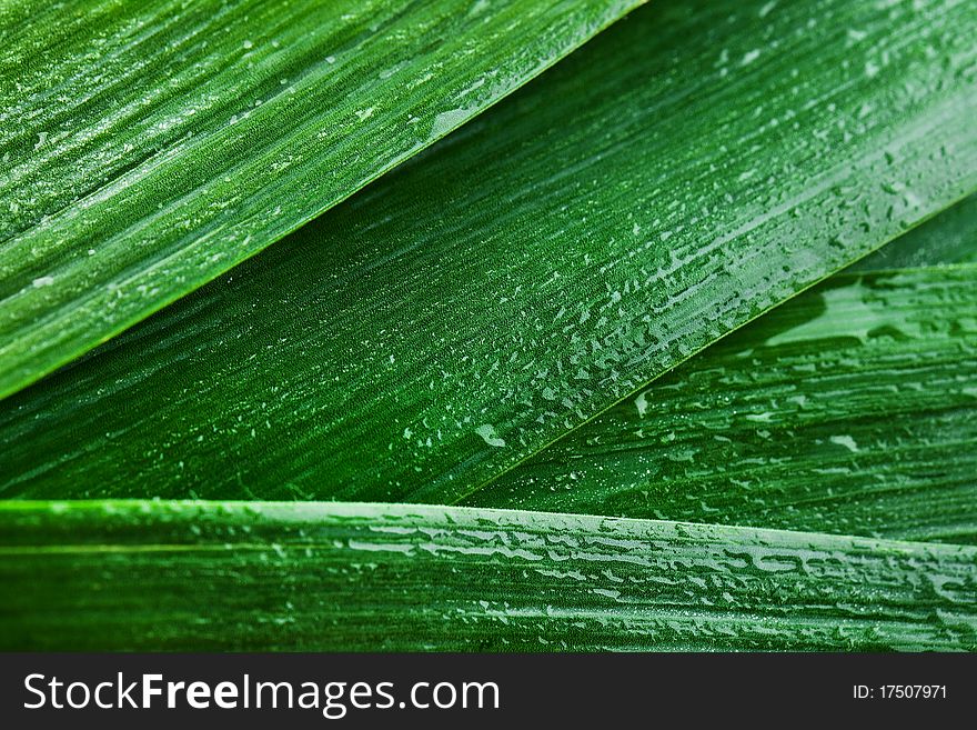 Green leek with drops of water