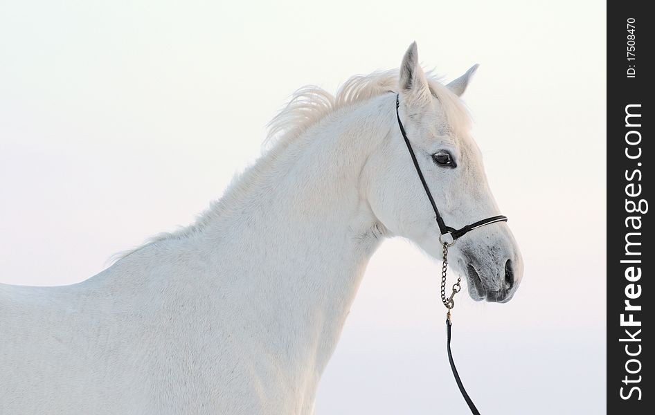 Portrait of a gray horse in the winter afternoon against the sky