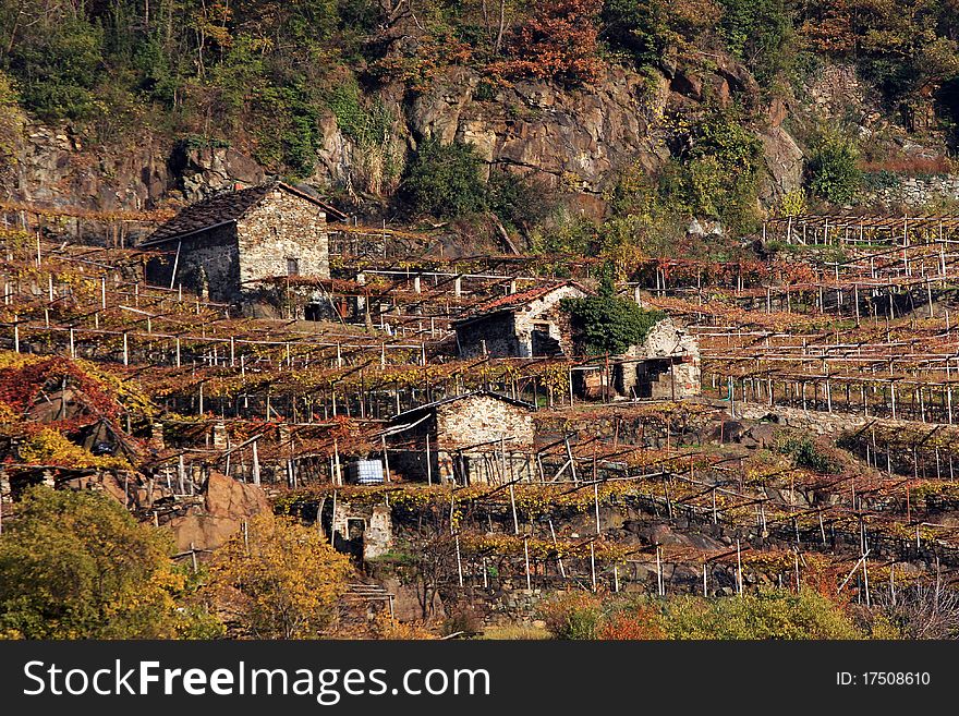 Vineyard in Val D'Aosta, Italy