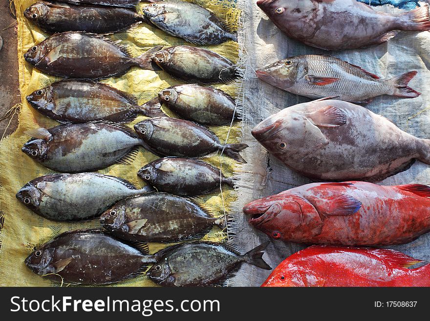Fish market  - tropical reef fishes