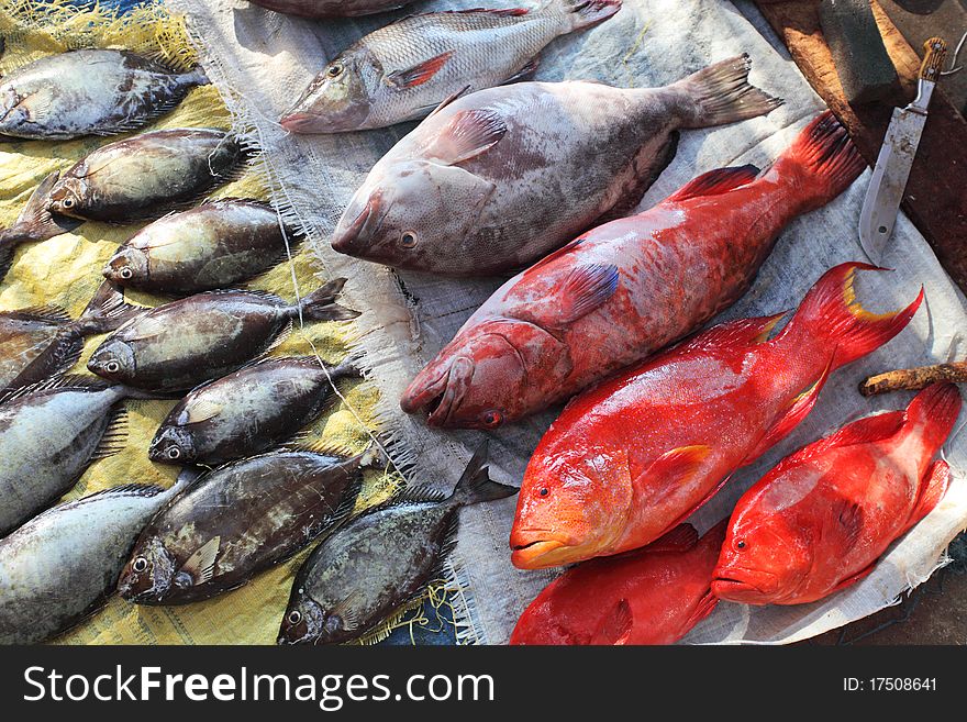 Fish market - tropical reef fish for sale