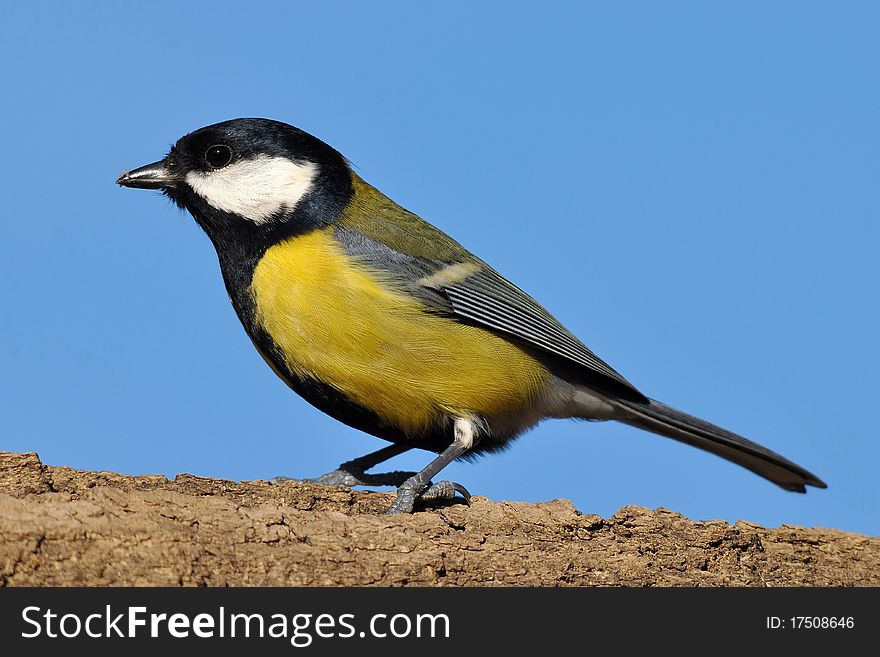 Great tit