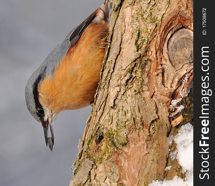 Nuthatch With Sunflower Seed