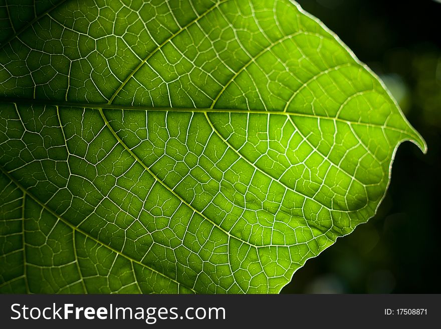 Details of green leaf background