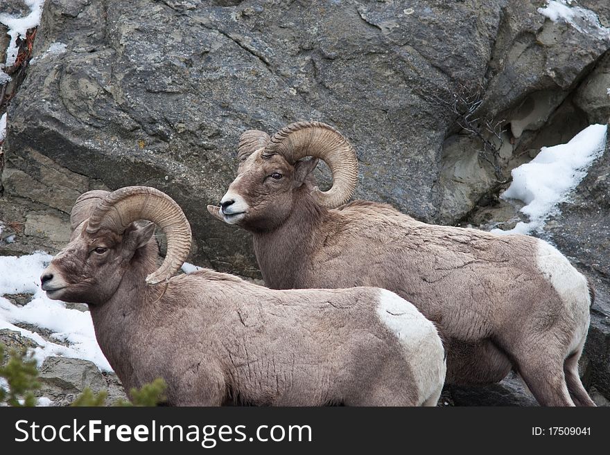 Bighorn sheeps during the winter in Yellowstone