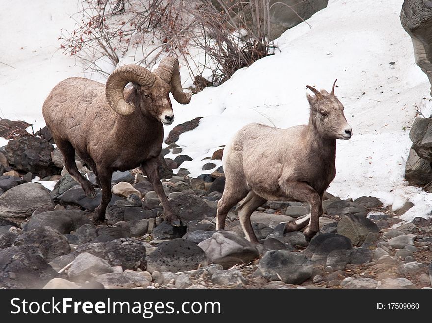 Bighorn sheeps during the winter in Yellowstone