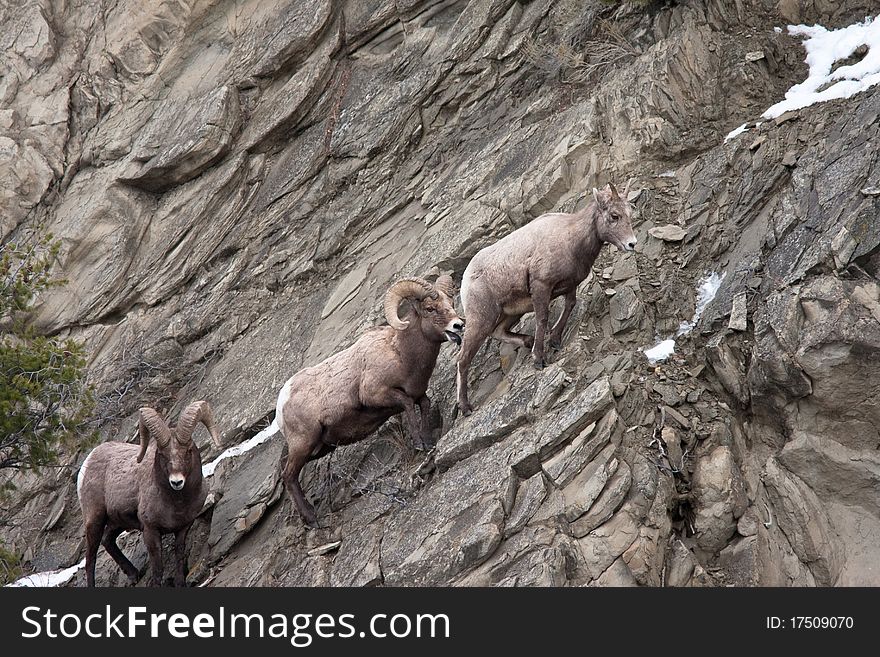 Bighorn sheeps during the winter in Yellowstone