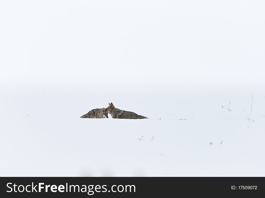 Coyotes during winter in Yellowstone