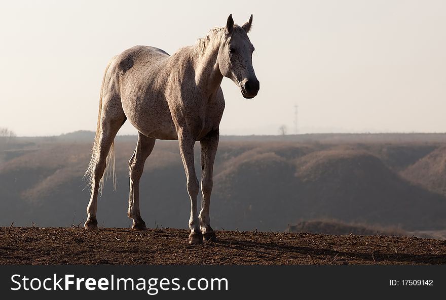 The horse costs on a height and looks afar, behind it there is a small breakage. The horse costs on a height and looks afar, behind it there is a small breakage