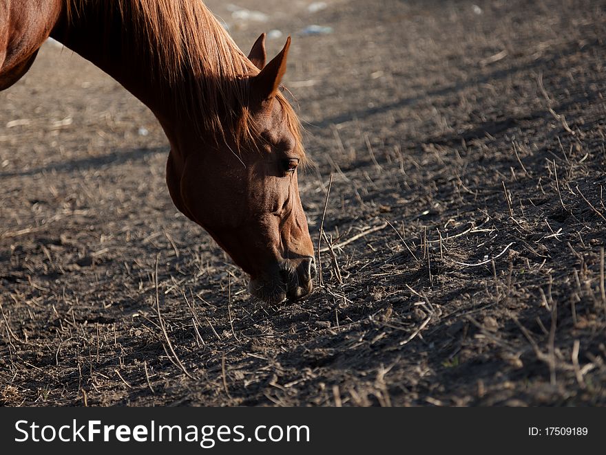 The horse of a brown color eats the dried up grass on a glade. The horse of a brown color eats the dried up grass on a glade