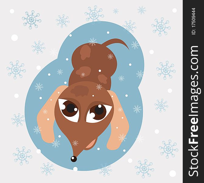 Dachshund puppy looking at the falling snowflakes. Dachshund puppy looking at the falling snowflakes