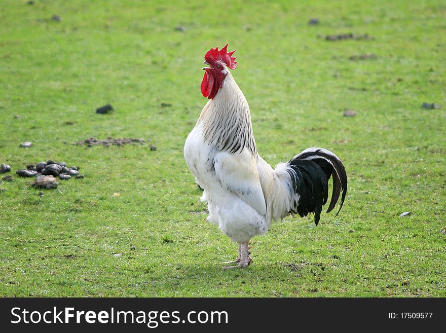 White rooster standing in the middle of the paddock crowing. White rooster standing in the middle of the paddock crowing