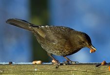 Blackbird And The Peanuts Royalty Free Stock Image Blackbird And The Peanuts Royalty Free Stock Image