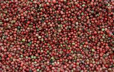 Red Pepper Seeds Stock Images Red Pepper Seeds Stock Images