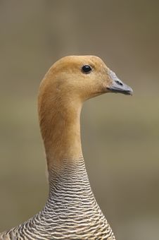 Upland Goose Or Magellan Goose - Chloephaga Picta Stock Photo
