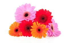 Red Orange And Pink Gerber Stock Photos Red Orange And Pink Gerber Stock Photos