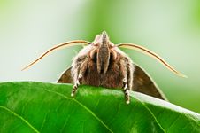Moth Royalty Free Stock Images