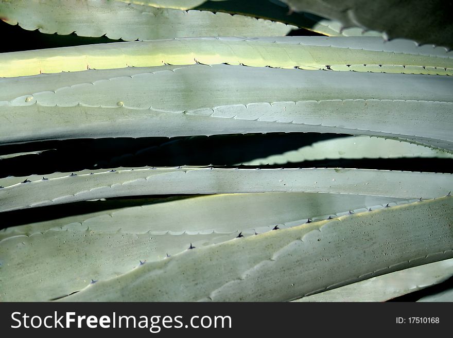 Green textures of agave with black background. Green textures of agave with black background