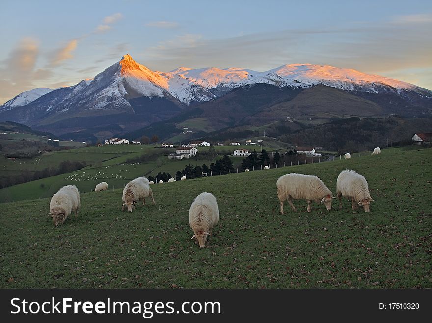 Grazing sheep with mountains in the background