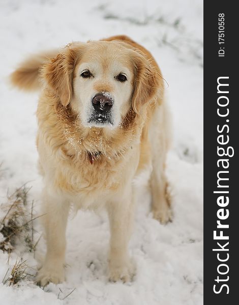 Golden retriever in the snow playing