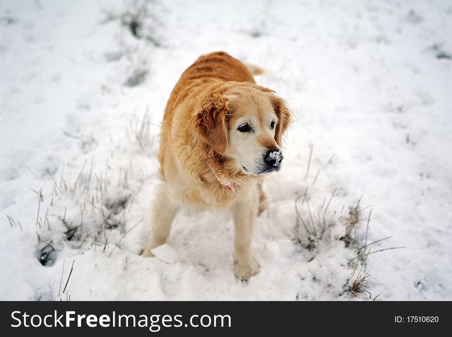 Golden retriever in the snow playing